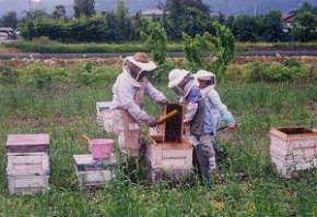 ブラシで蜂をはらっている様子