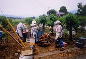 機械にかけて蜜をしぼります。